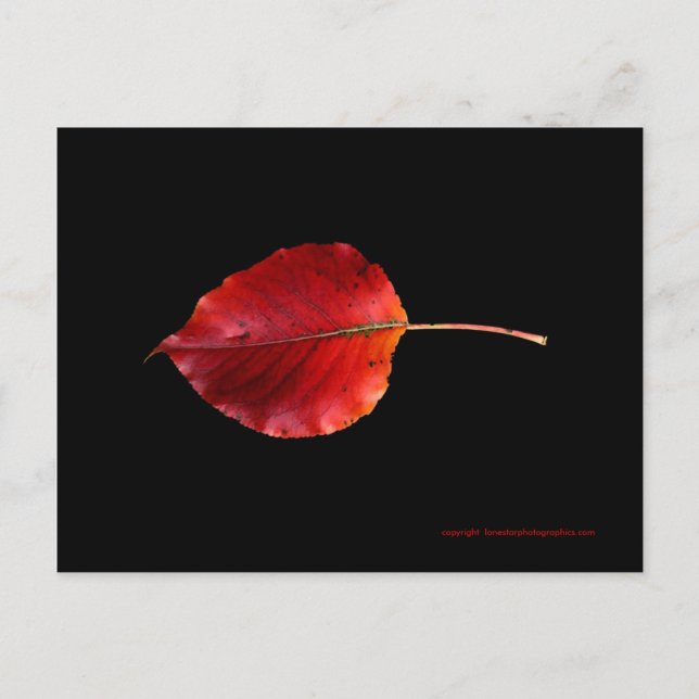 MP 0215B Leaf 2 WC Post Card (Front)