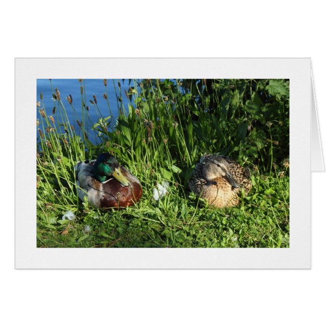 Mr and Mrs Mallard (Bordered) (Front Horizontal)