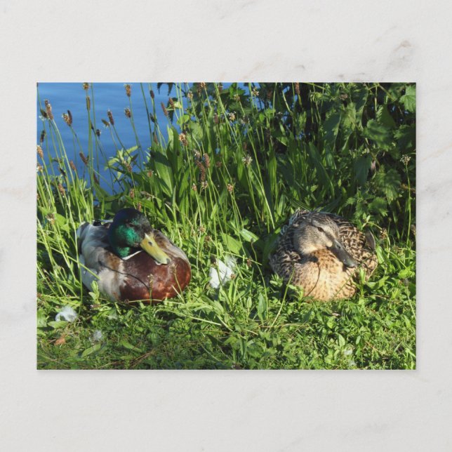 Mr and Mrs Mallard Postcard (Front)