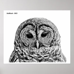 Mr Barred Owl - 2025 Poster