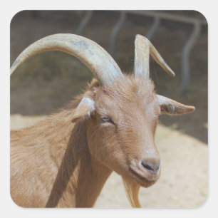 Mr.Bill Square Sticker