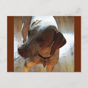 Mr. Bo-Bo Postcard