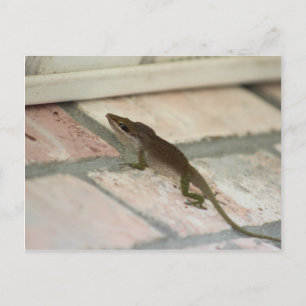 Mr Brown Lizard Postcard