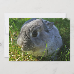 Mr. Bunny's Close Up