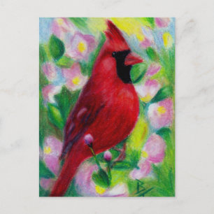 Mr. Cardinal Postcard