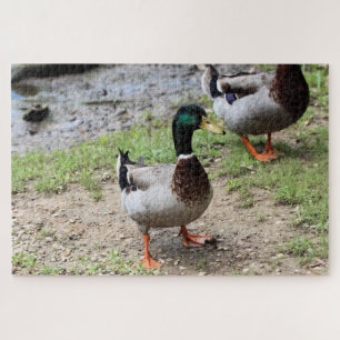 Mr. Duck Jigsaw Puzzle