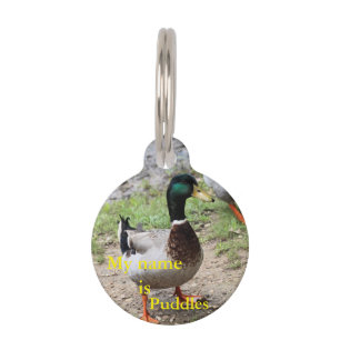 Mr. Duck Pet Tag