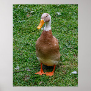 Mr. Duck Poster