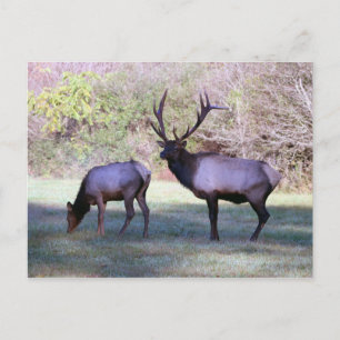 Mr. Elk Postcard