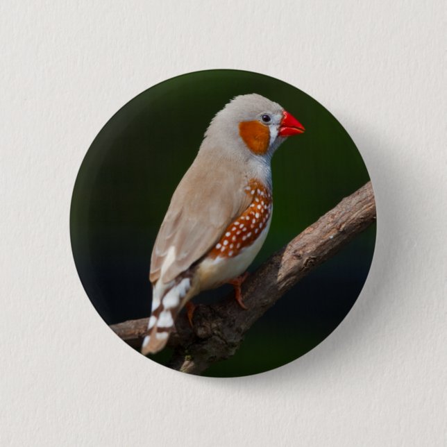 Mr Finch Badge (Front)