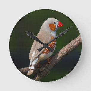 Mr Finch Clock