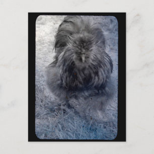 Mr Fluffy Silkie Rooster  Postcard
