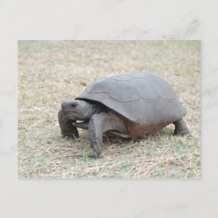 Mr. Gopher Tortoise Postcard