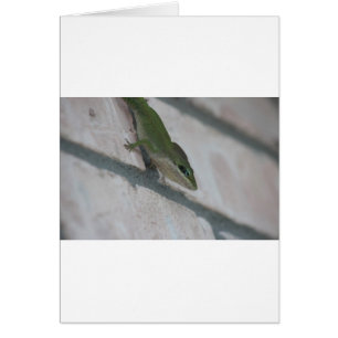 Mr Green Lizard