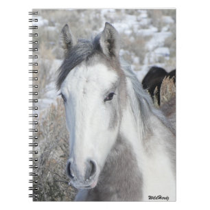 Mr Kitty Notebook