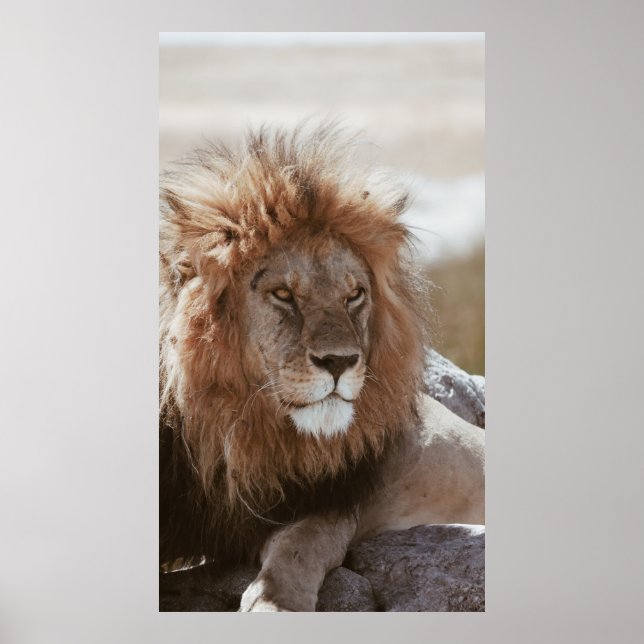 MR LION POSTER (Front)