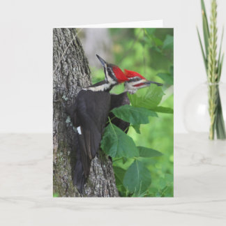 Mr. & Mrs. Pileated Woodpecker Greeting Card
