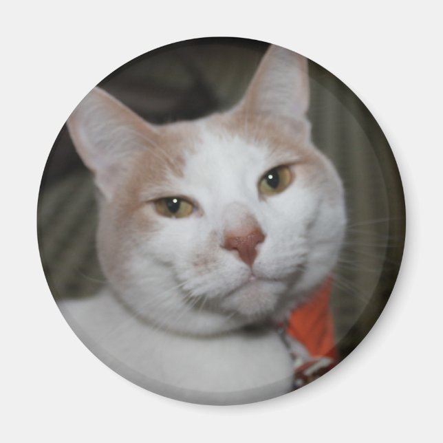 Mr. Peabody! Magnet (Front)