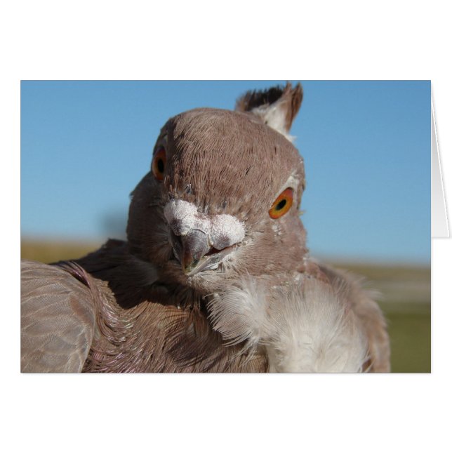 Mr. Pigeon (Front Horizontal)