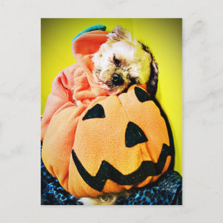 Mr. Puppy Pumpkin Postcard