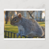 Mr Squirrel Looking Thoughtful, Battery Park, NYC