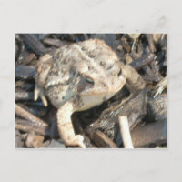 Mr. Toad
