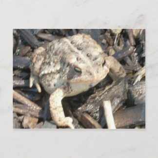 Mr. Toad Postcard