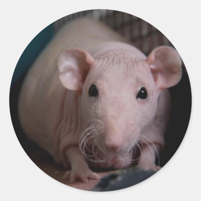 Mr Wiggles Classic Round Sticker (Front)