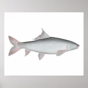 Mrigal Carp Poster