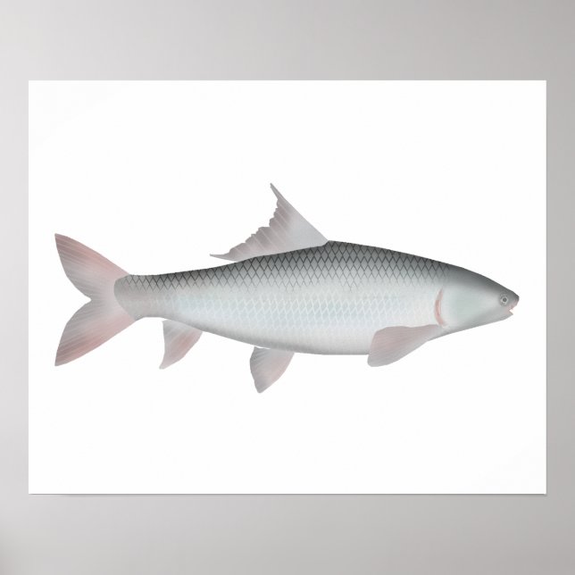 Mrigal Carp Poster (Front)