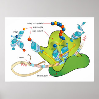 mRNA and Protein Synthesis in Ribosomes Diagram Poster