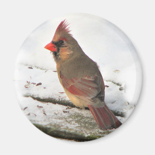 Mrs.Cardinal Bird Magnet