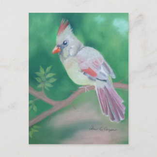 Mrs. Cardinal Postcard