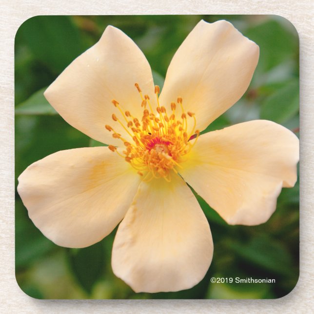 Mrs. Oakley Fisher Rose Coaster (Front)