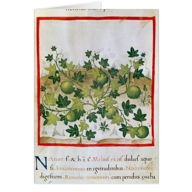 Ms 3054 fol.20 Melons, from 'Tacuinum Sanitatis' (Front)