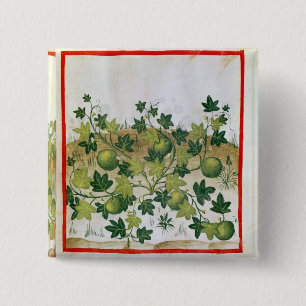 Ms 3054 fol.20 Melons, from 'Tacuinum Sanitatis' 15 Cm Square Badge