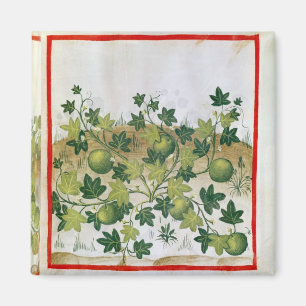 Ms 3054 fol.20 Melons, from 'Tacuinum Sanitatis' Magnet