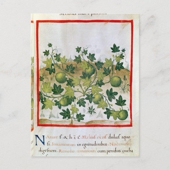 Ms 3054 fol.20 Melons, from 'Tacuinum Sanitatis' Postcard (Front)