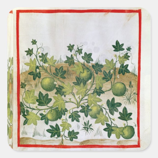 Ms 3054 fol.20 Melons, from 'Tacuinum Sanitatis' Square Sticker (Front)