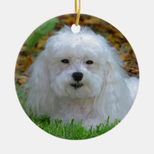 Ms Dolly MaltiPoo Ceramic Ornament