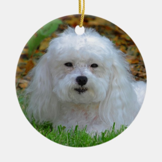 Ms Dolly MaltiPoo Ceramic Ornament (Front)