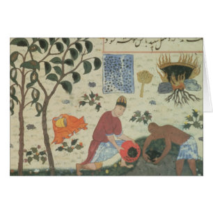 Ms Pers 332 Pepper tree and preparing pepper