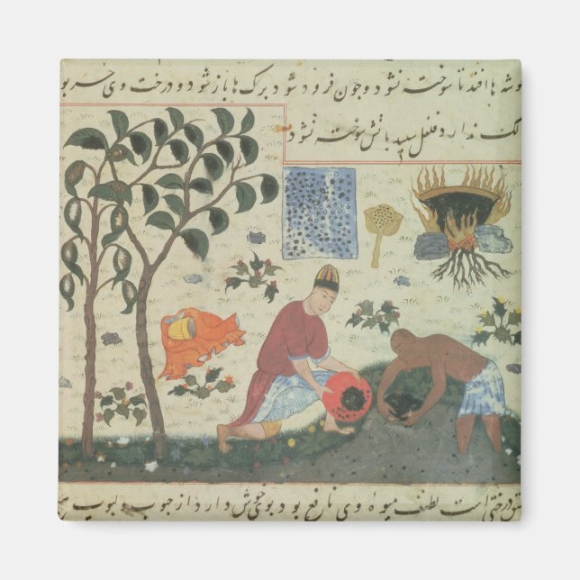 Ms Pers 332 Pepper tree and preparing pepper Magnet (Front)