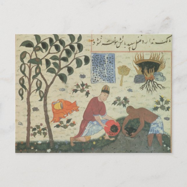 Ms Pers 332 Pepper tree and preparing pepper Postcard (Front)
