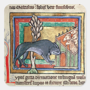 MS Roy A wolf outside a sheep fold Square Sticker