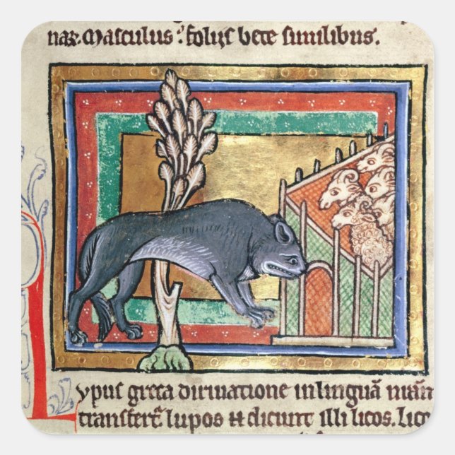 MS Roy A wolf outside a sheep fold Square Sticker (Front)