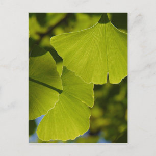 Ms Sunlit Ginkgo Leaves Postcard