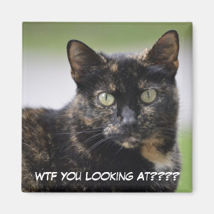 Ms. Sweetpea the Tortie Magnet