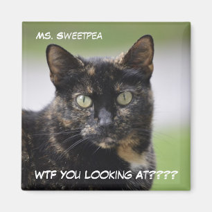 Ms. Sweetpea the Tortie Magnet