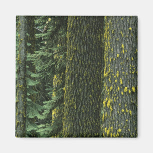 Mt. Ashland, Rogue RIver National Forest, Magnet
